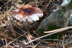 PICTURES/Woods Canyon Lake/t_Red Shroom5.JPG